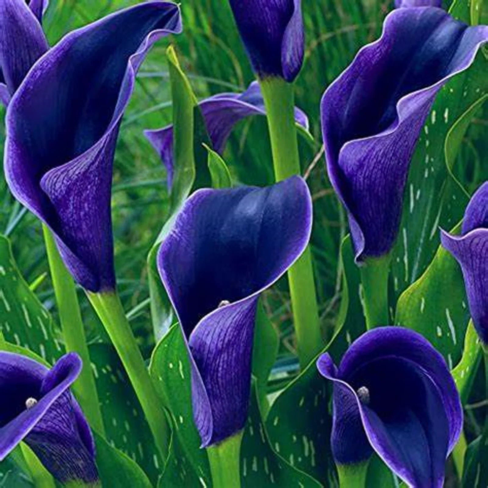 Calla Lily Bulbs,Calla Lily Plants,Calla Lilies Bulbs For Planting,Calla Lily Plants Live In Pot,Professional Planting,Calla Lily Bulbs For Sale.