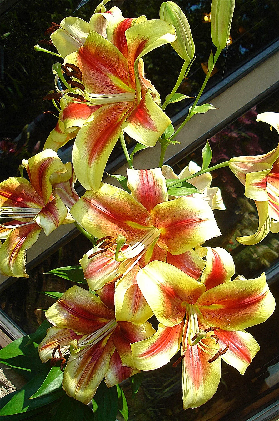 Lily Bulbs, Tiger Lily Bulbs, Large Flowers,Lily Bulbs For Planting Perennials, Flower Bulbs,Lily Bulbs For Sale