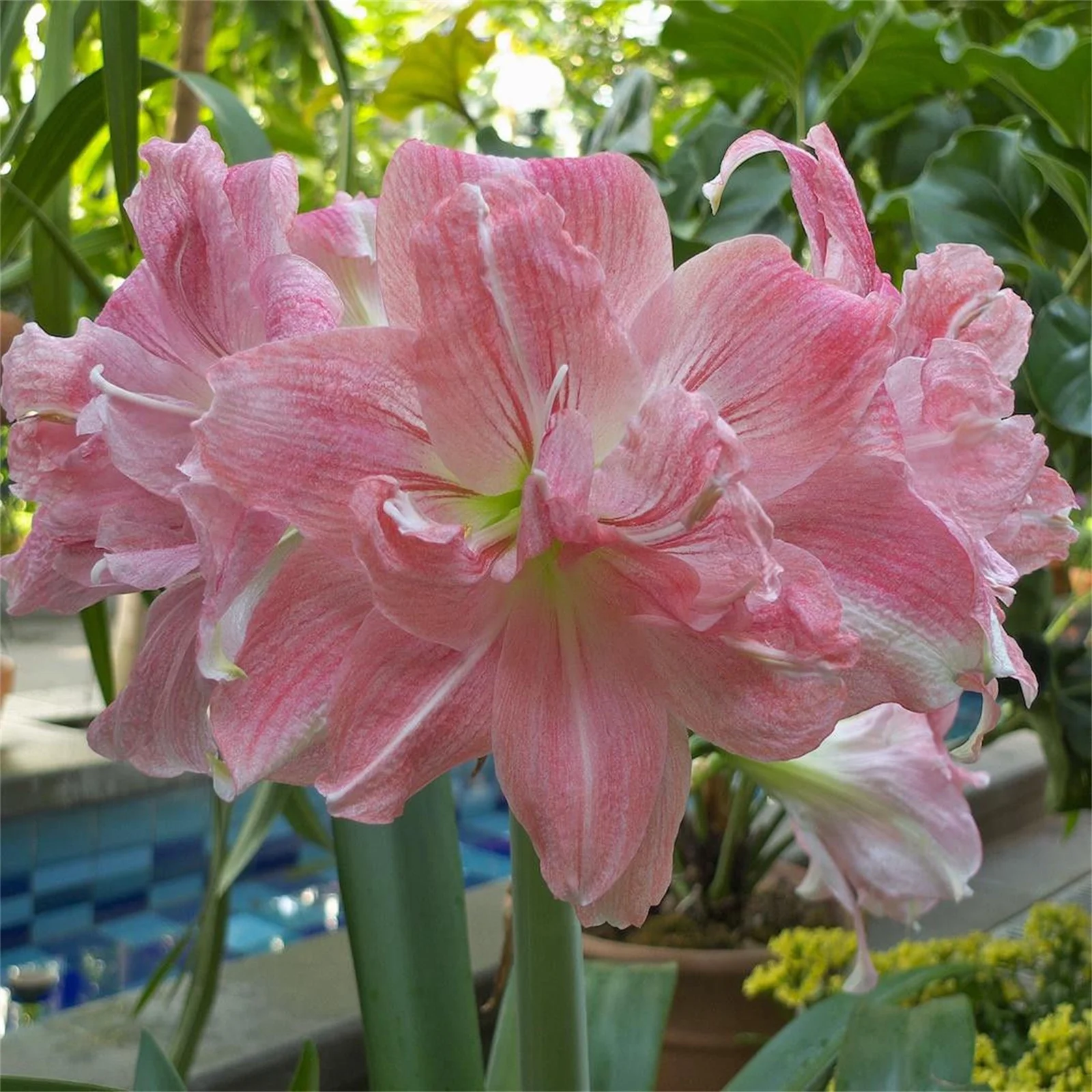 Amaryllis Bulbs, Amaryllis Plant Live Amaryllis Plant Amaryllis Amaryllis Plant ,Amaryllis Bulbs For Planting,Amarillos,Iridescent, Amaryllis Pots,Amaryllis Plants,Amaryllis Belladonna Bulbs,