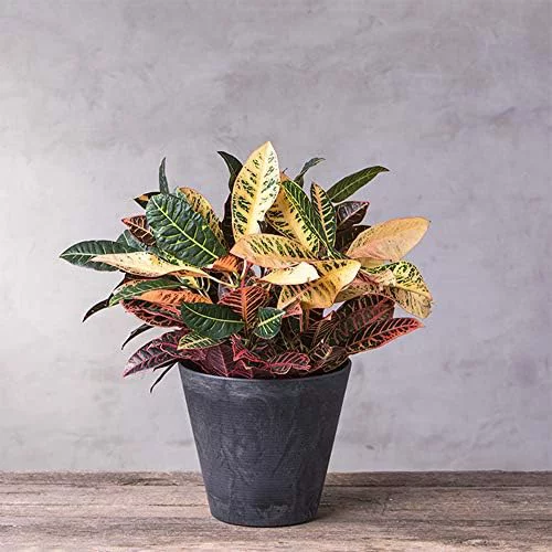 34128 Cali Round Planter, 12-Inch, Black