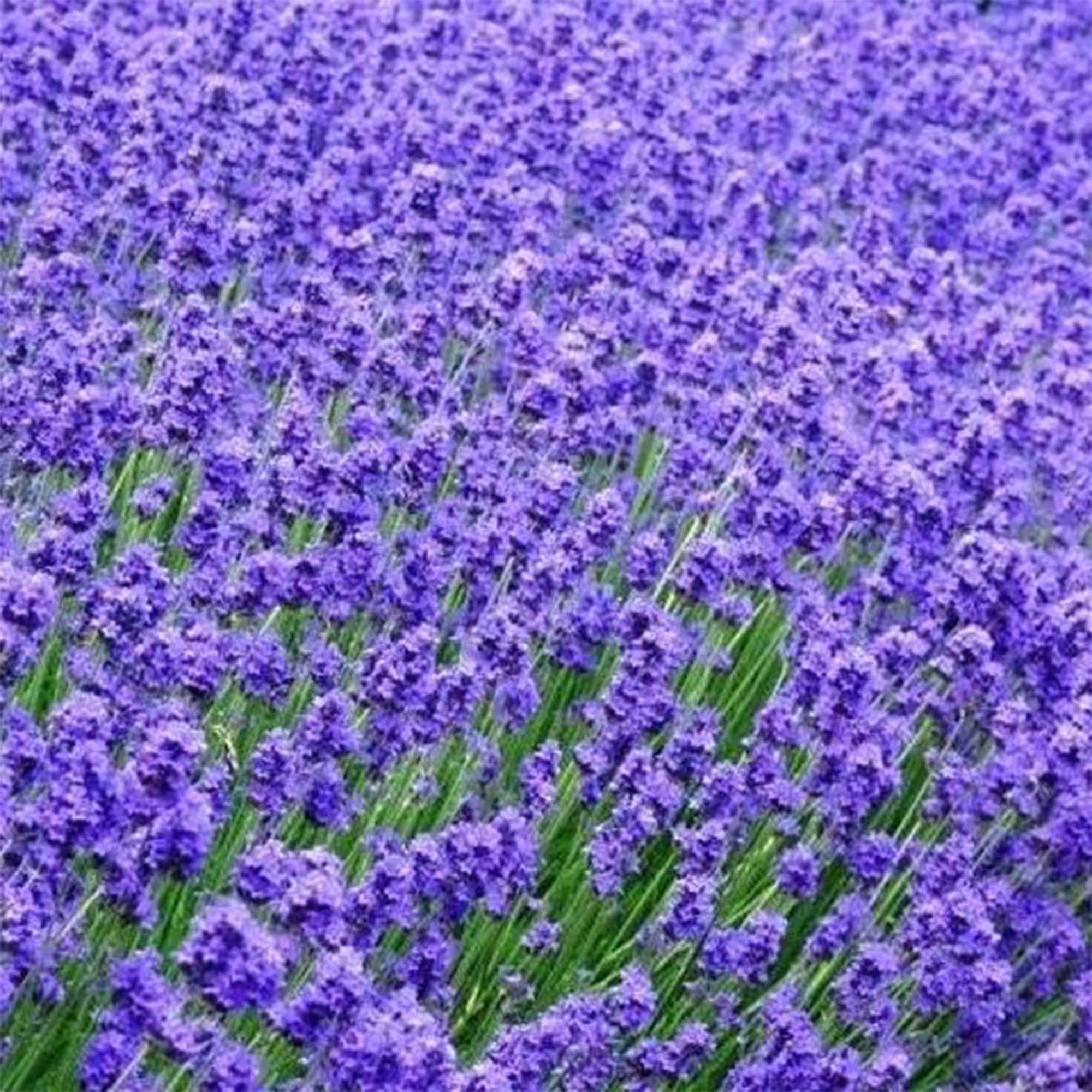 Munstead Lavender Flower Garden Seeds - 1 Oz ~26,300 Seeds - Perennial Herb Gardening Seeds - Lavandula angustifolia