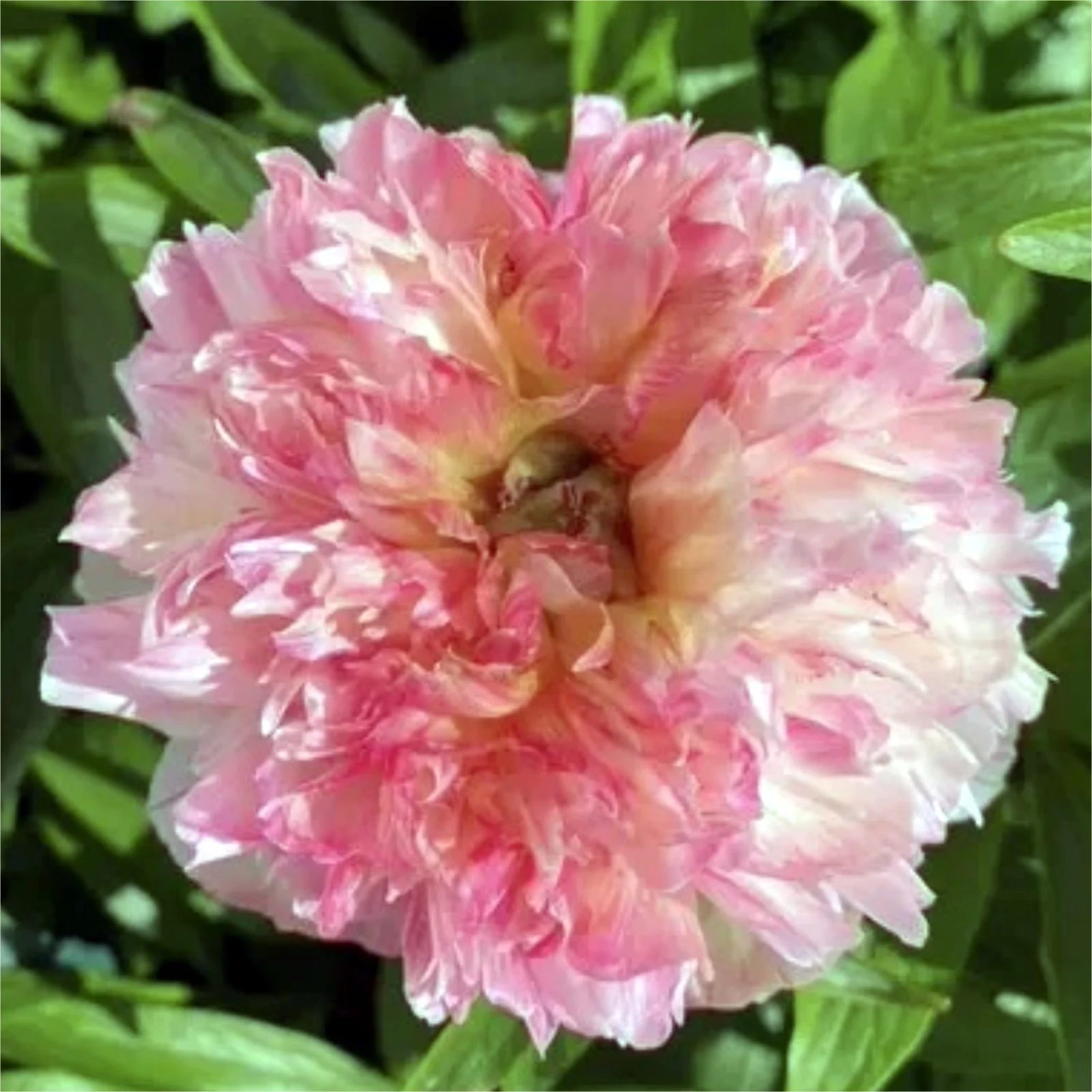 Canna lily plant,Canna lily bulbs mixed,canna lily bulbs for planting outdoors,canna bulbs for sale,canna bulbs bulk