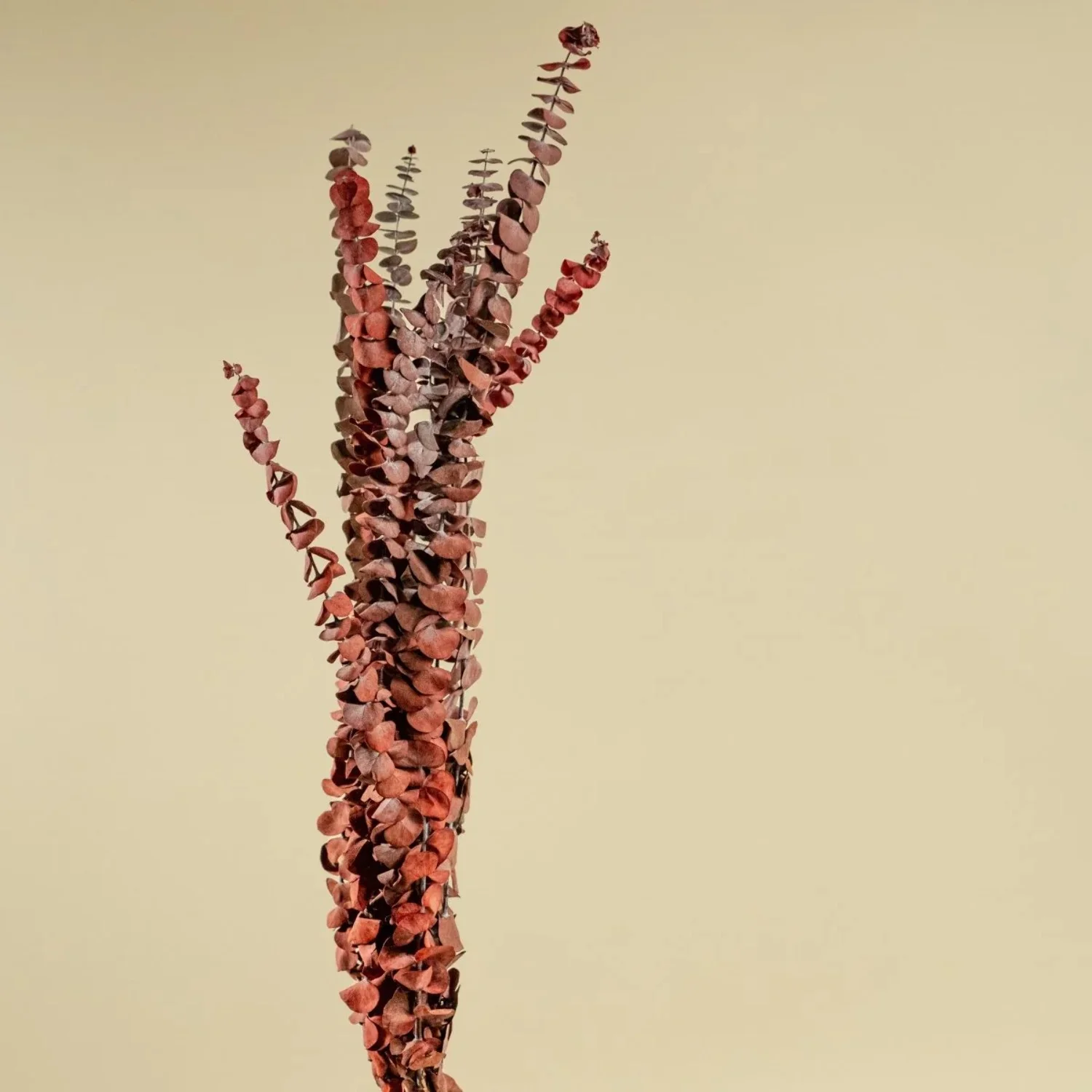 Raw Sola Wood Flowers - Centerpiece/Vase/Pot/Bouquet Fillers - -Satin Washed Eucalyptus Red