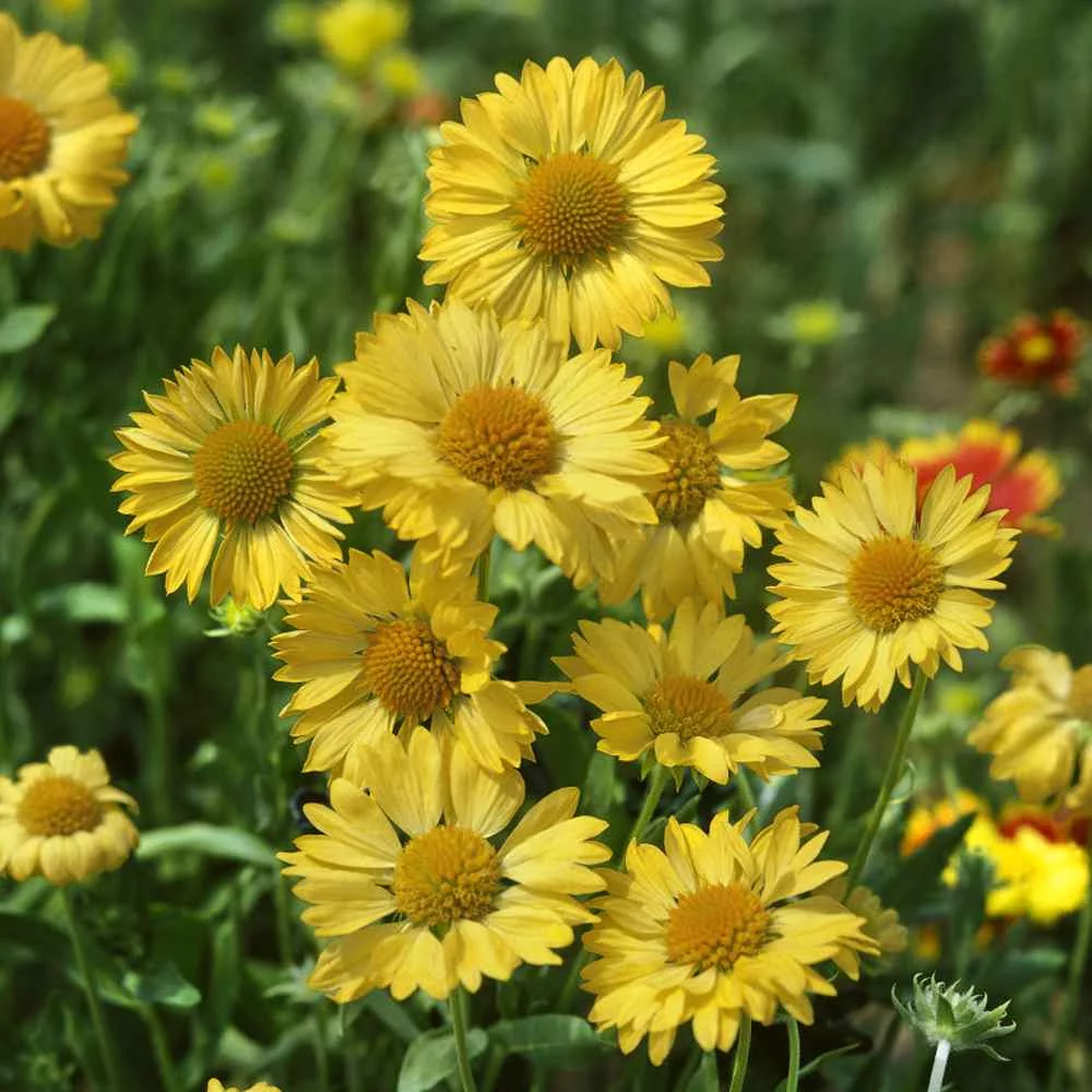 Outsidepride Gaillardia Aristata Aurea Pura - 2000 Seeds