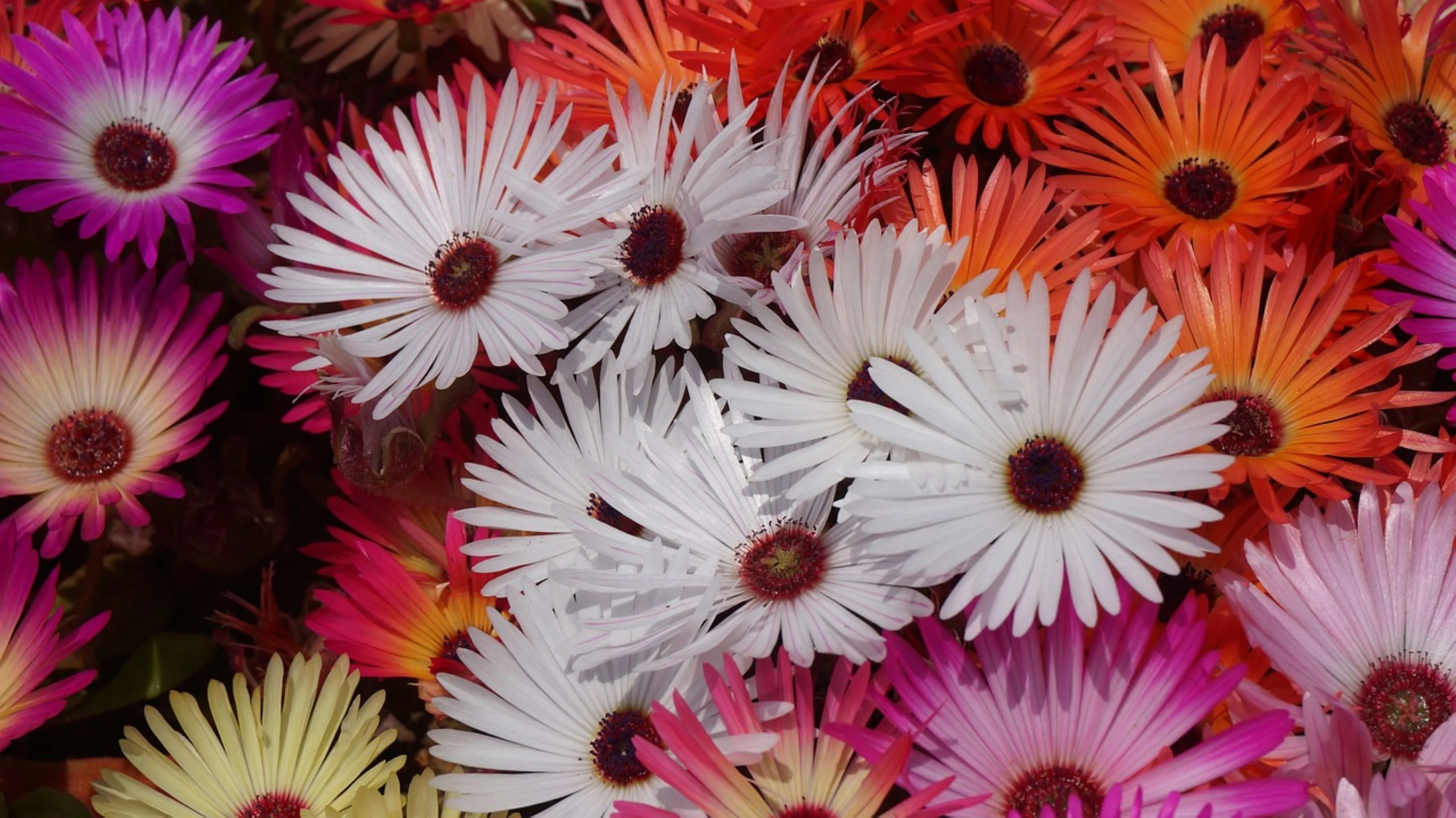 Livingstone Daisy Seeds/ Perennial/ Full Sun/46K Seeds 1/8 oz/ Zellajake Farm and Garden- B242