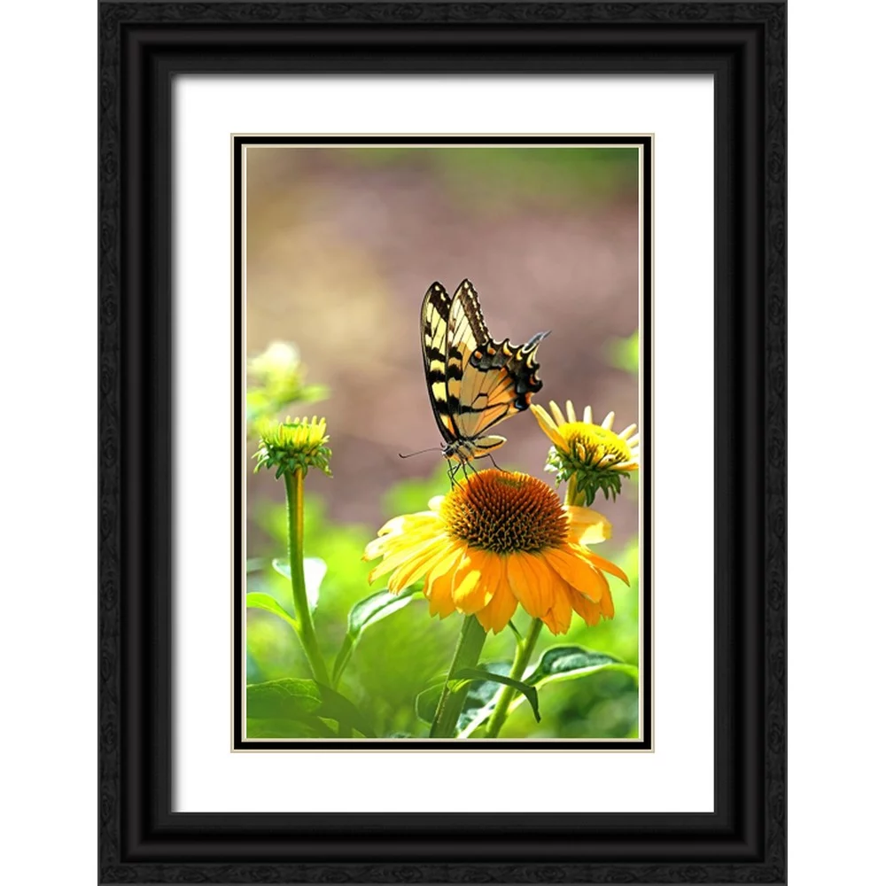 Putman, Tammy 11x14 Black Ornate Wood Framed with Double Matting Museum Art Print Titled - Eastern Tiger Swallowtail Lift