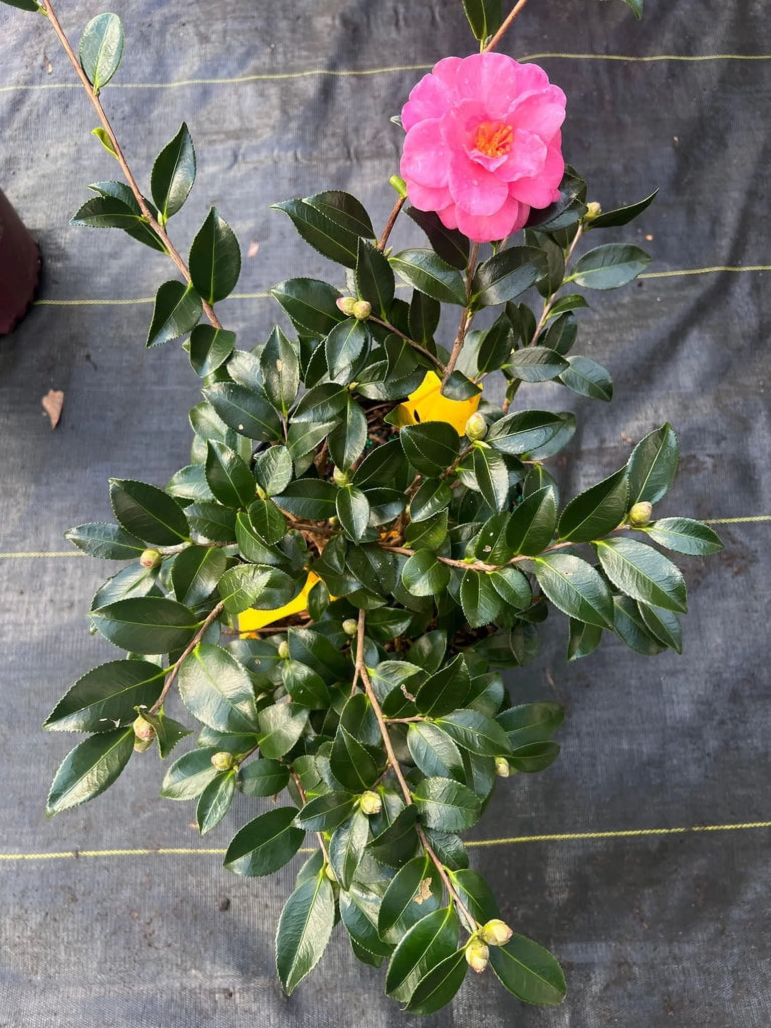 Pixies Gardens Shishi Gashira Dwarf Camellia Sasanqua 2 Gallon