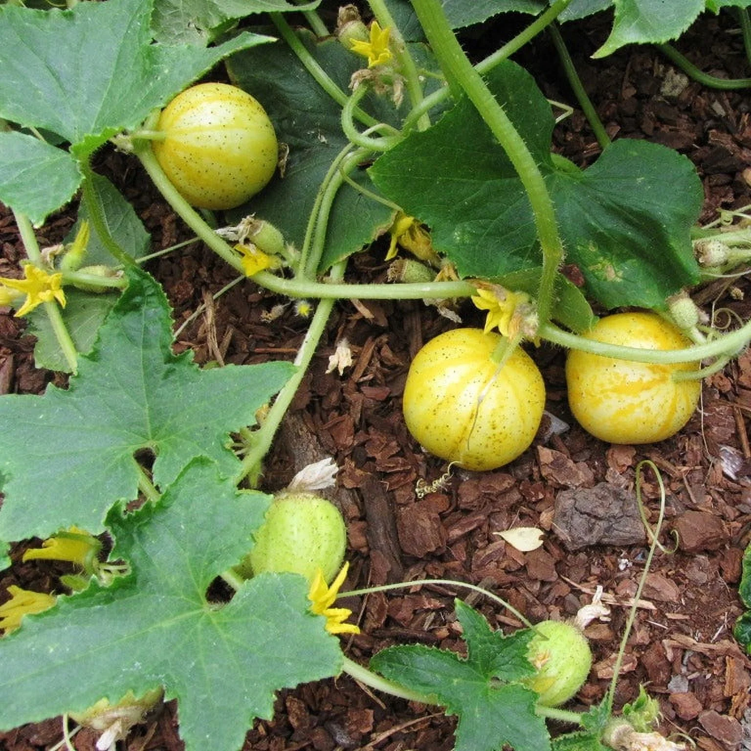 Cucumber Seeds - Lemon - 1 Ounce -  Vegetable Seeds,  Heirloom Seed  Easy to Grow & Maintain, Container Garden