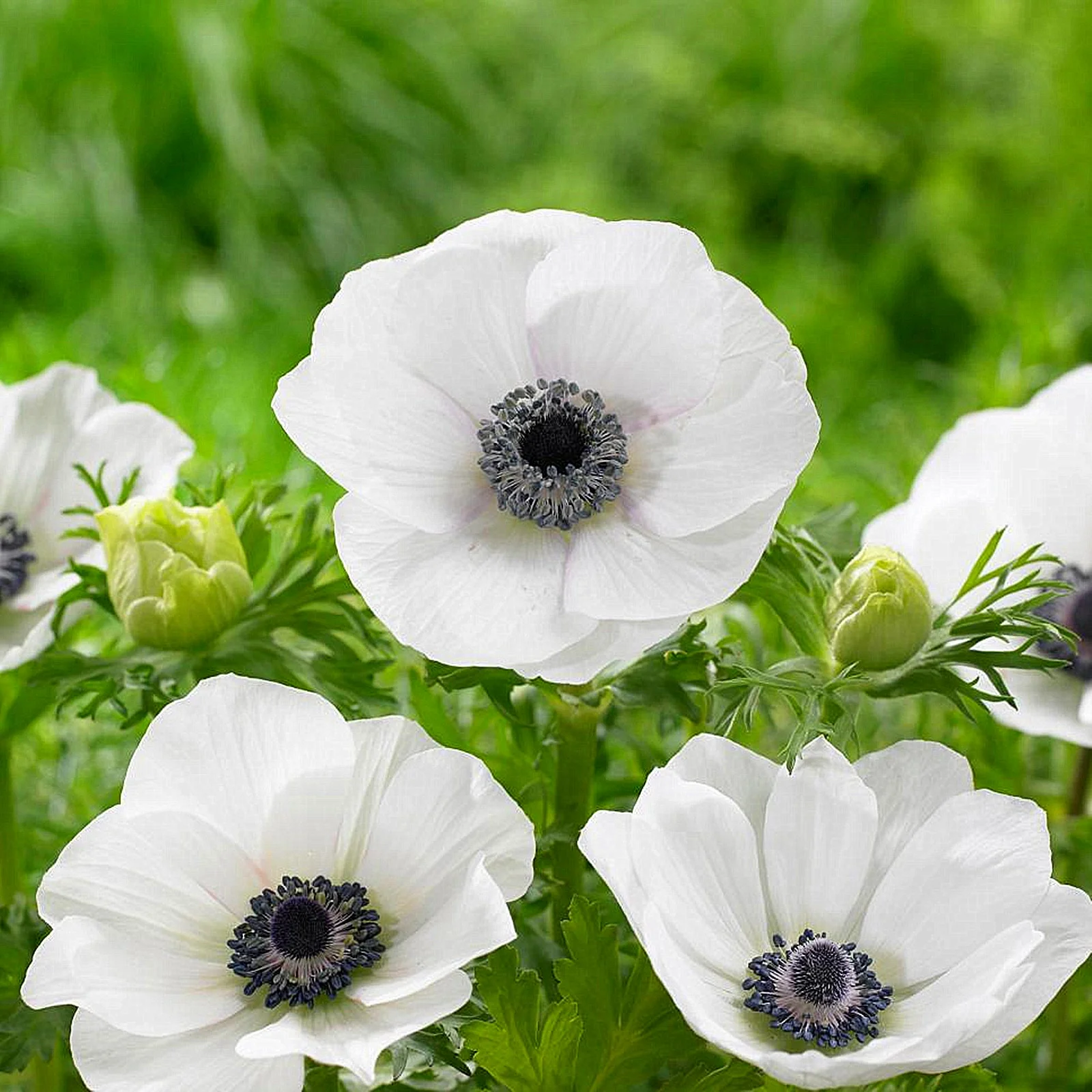Anemone Bulbs, Flowers For All Seasons,  Perennials,Many Flowers,Garden Bulbs, Interior DecorationAnemone Bulbs For Sale