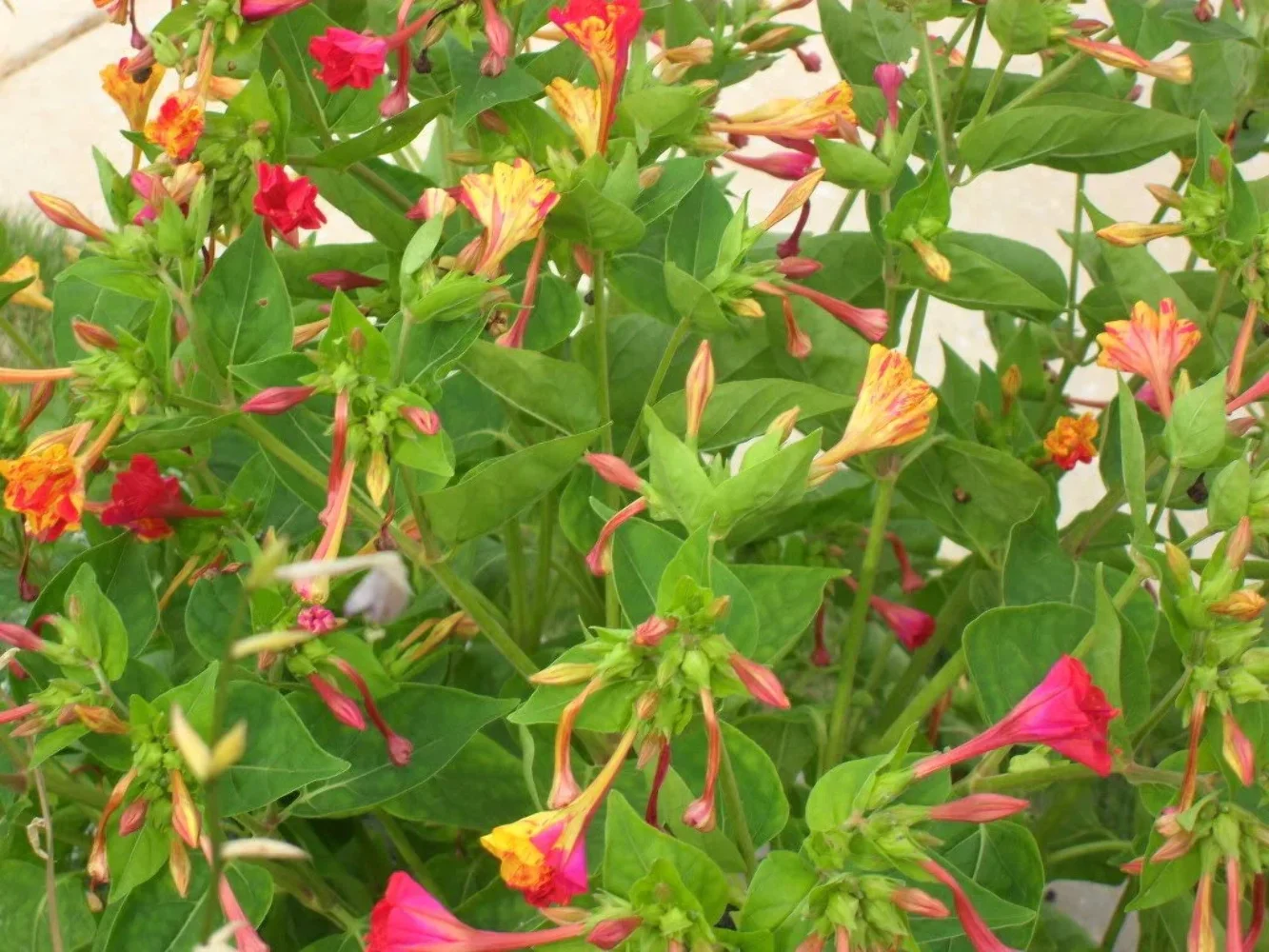75 MIXED FOUR O CLOCK aka Marvel of Peru Mirabilis Jalapa Flower Seeds