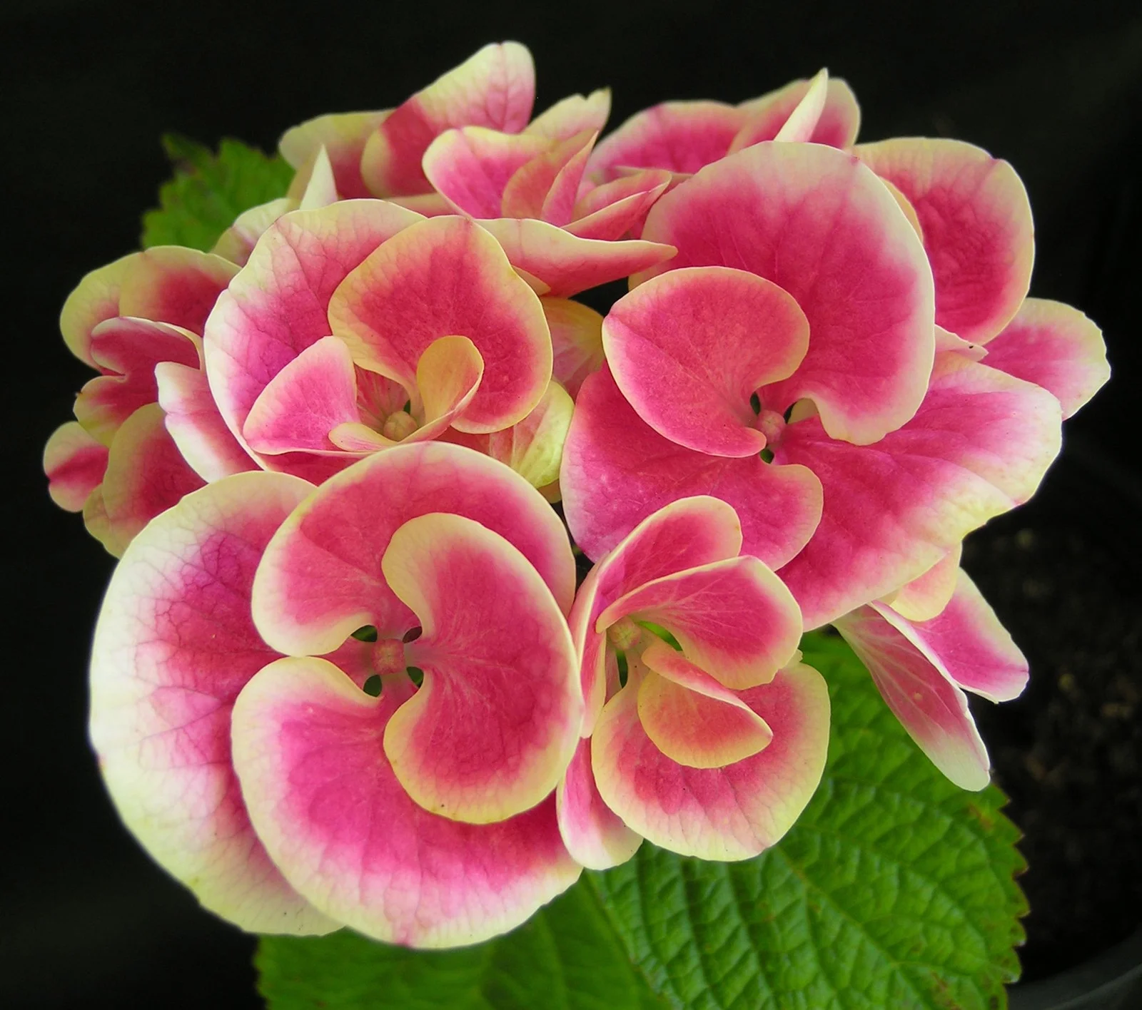 Hydrangea Bulbs, Perennial Flowers, Potted Plants, Gardening Enthusiasts,Hydrangea Bulbs For Sale