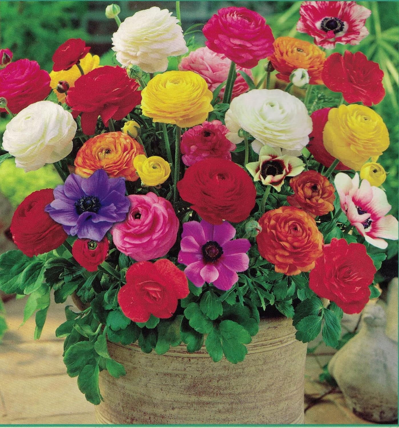 Grand Freesia & Ranunculus Flower Bulbs - Set of 22 Ranunculus & Freesia Flower Bulb Mix