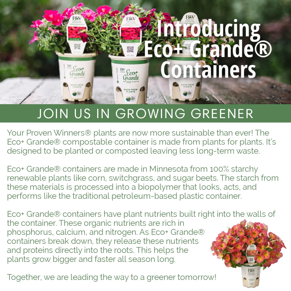 4.25 in. Eco+Grande, Mezoo Trailing Red Livingstone Daisy (Mesembryanthe) Live Plant, Red Flowers (4-Pack)