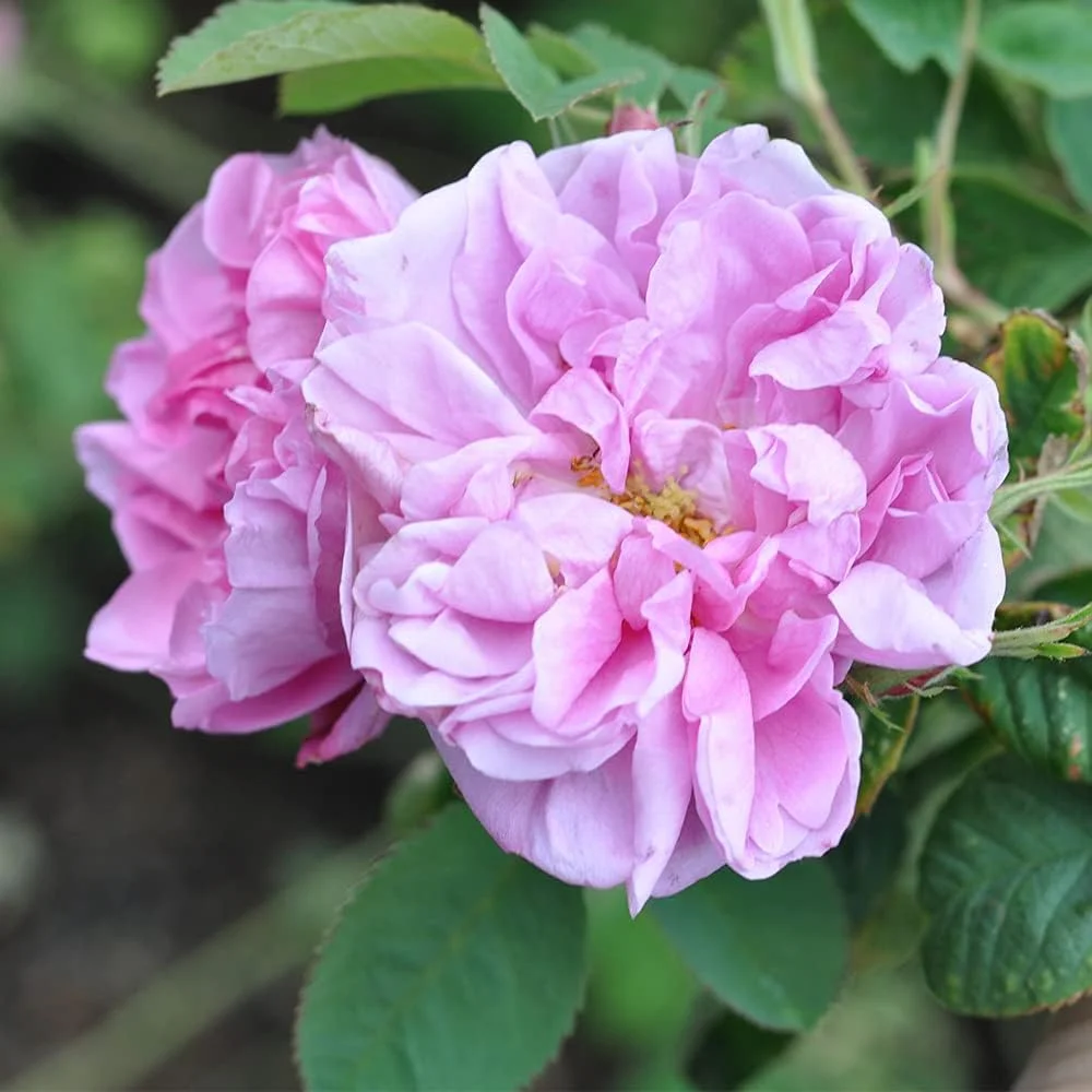 Roses Pink Rose Bush - Quatre Saisons Live Plant for Outdoor Planting