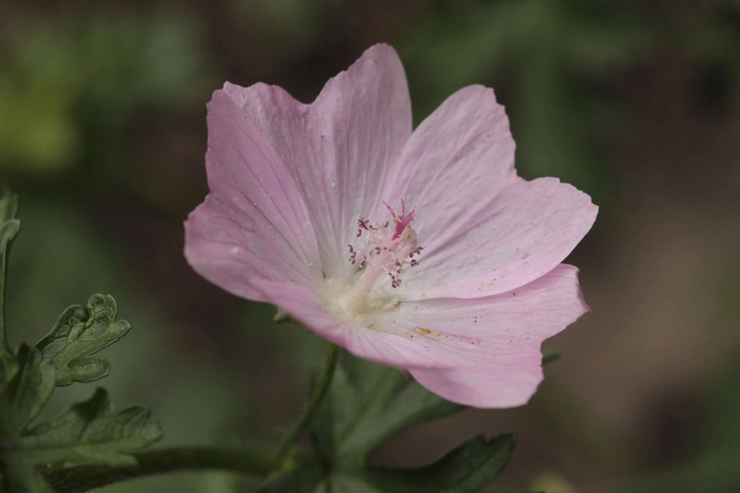 Kankakee Mallow/ Perennial/ Full Sun/ 1400 Seeds 1/8 oz/  Zellajake Farm and Garden - B252
