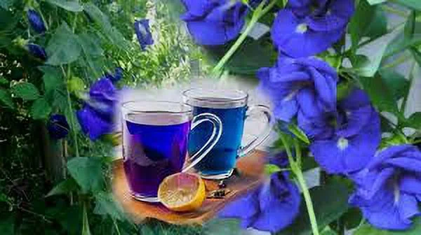 Dehydrated  Butterfly pea  50g products of Sri Lanka