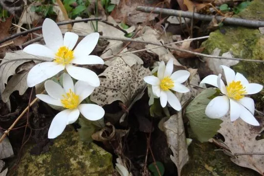 Perennial 10 Bloodroot wild flower seeds zone3-9
