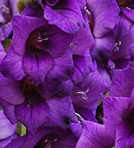 Made and Shipped in USA, Large Bulbs, (20) Beautiful Flowering Perennials, Sword Lily, Gladiolus Bulbs/Corms, Blue Blends Mix - Clarence