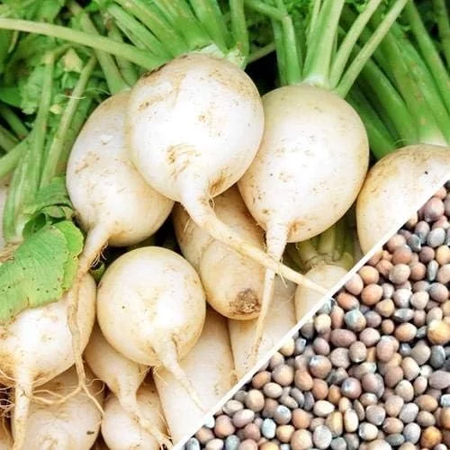 Hailstone Radish Seeds, 250+ Heirloom Seeds, Fantastic Addition to Your Home Garden! Pure White, Firm and Crisp! Non GMO, 90% Germination Rates, Seeds