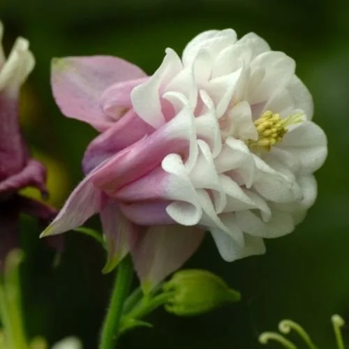 Aquilegia seeds Pink Petticoat Flower Seeds / Columbine / Perennial 20pcs B009