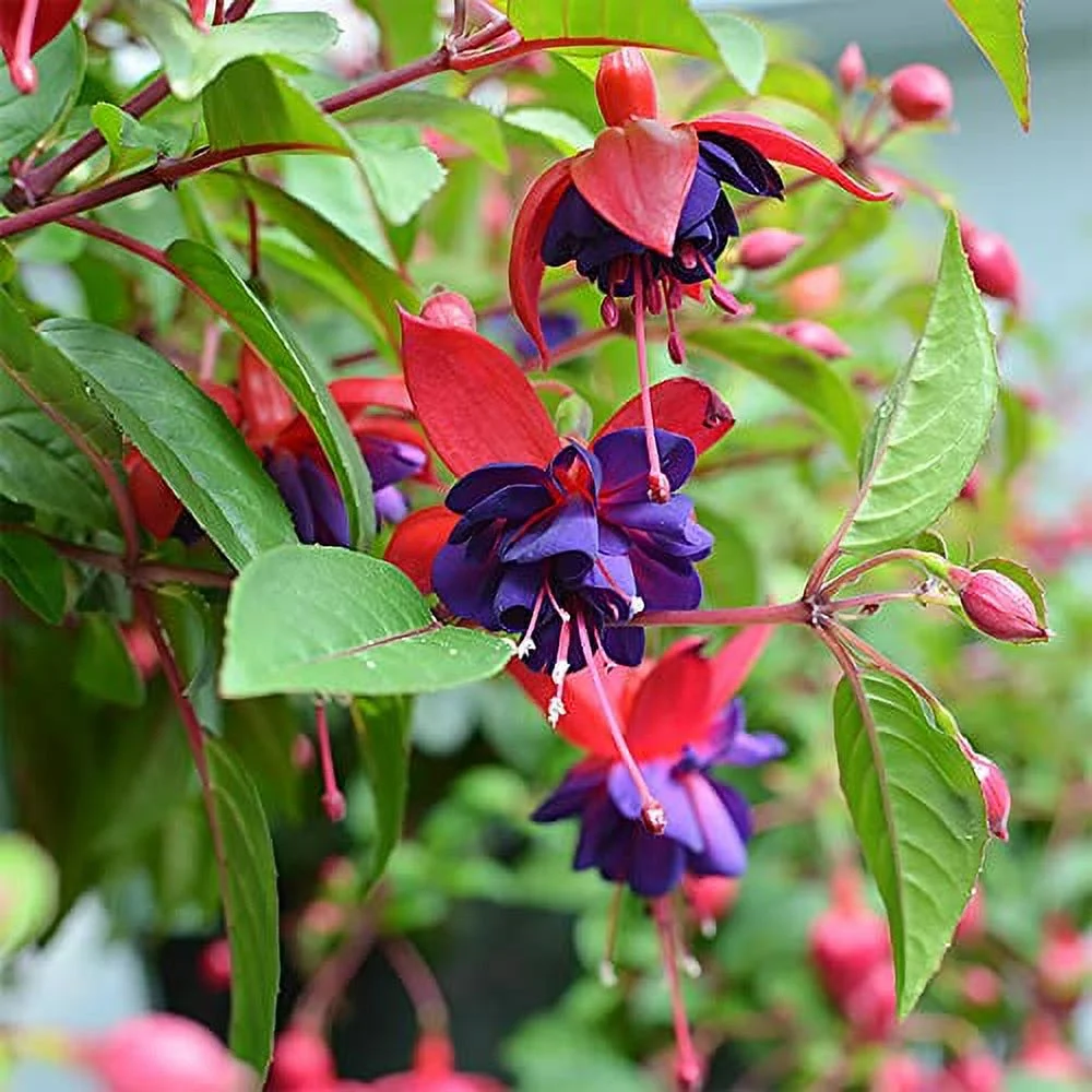 QAUZUY GARDEN 200 Red Violet Fuchsia Seeds for Planting, Non-GMO & Heirloom Perennial Potted Hanging Flowers for Home Hanging Baskets Plant Bonsai Attract Hummingbirds
