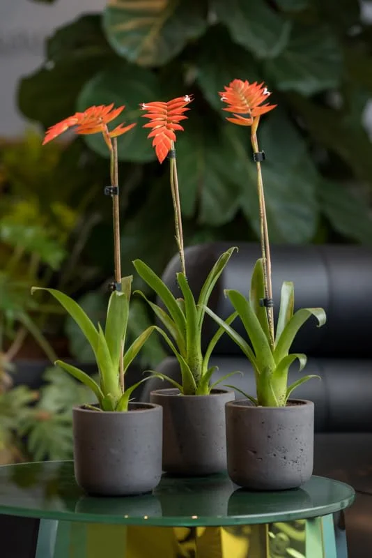 Planter Black Washed Fiberstone indoor and outdoor Flower Pot 7