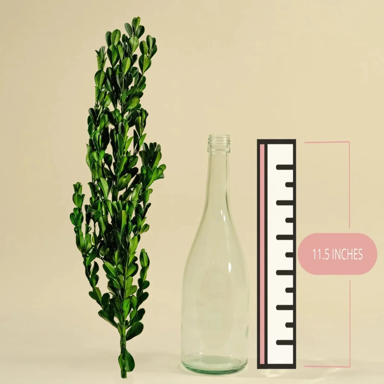 Raw Sola Wood Flowers - Centerpiece/Vase/Pot/Bouquet Fillers - -Boxwood Greenery