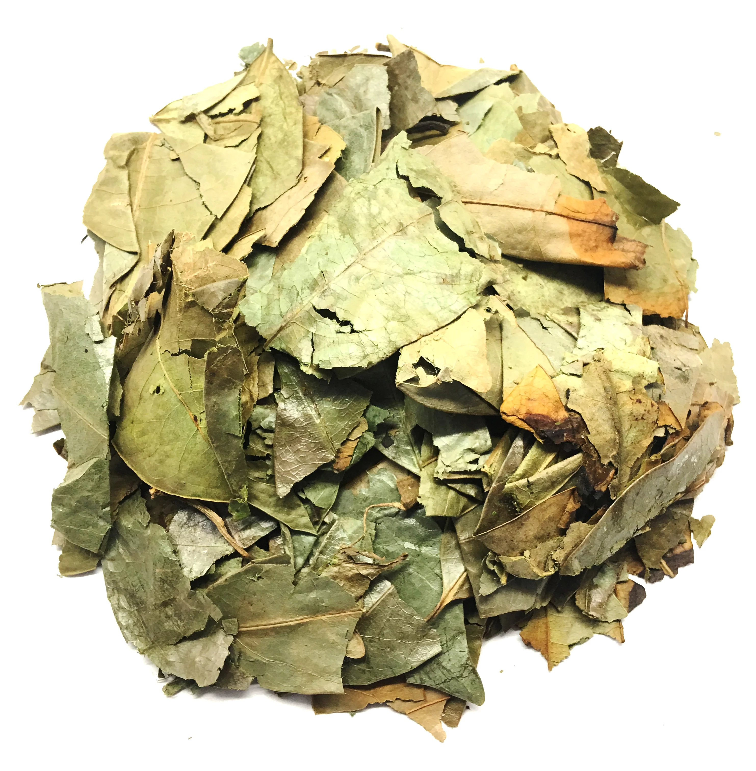 Dried Graviola Leaves, Dried Soursop Tea Leaves, Hojas de Guanabana 2 oz