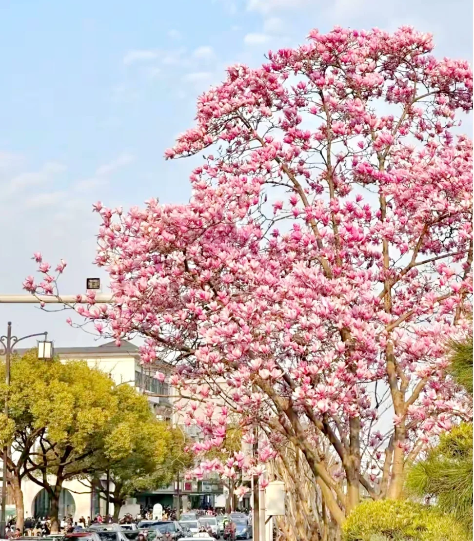 20 Magnolia Tree Seeds Saucer Mix Pink/White Flowers Chinese Magnolia