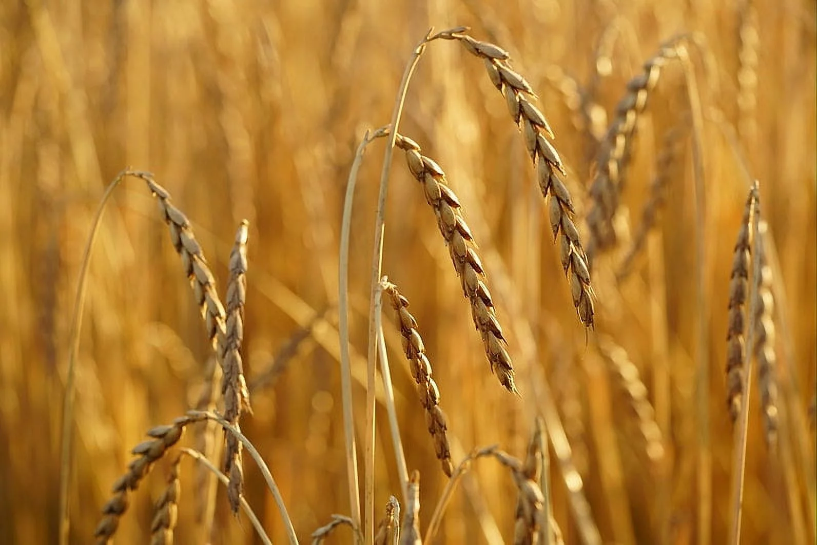 Grain Seeds - Organic Spelt - Dinkel- 100 Seed Starter Pack - Cereal & flour Grain-Grow your own Flour! Container Pots or Garden Standard