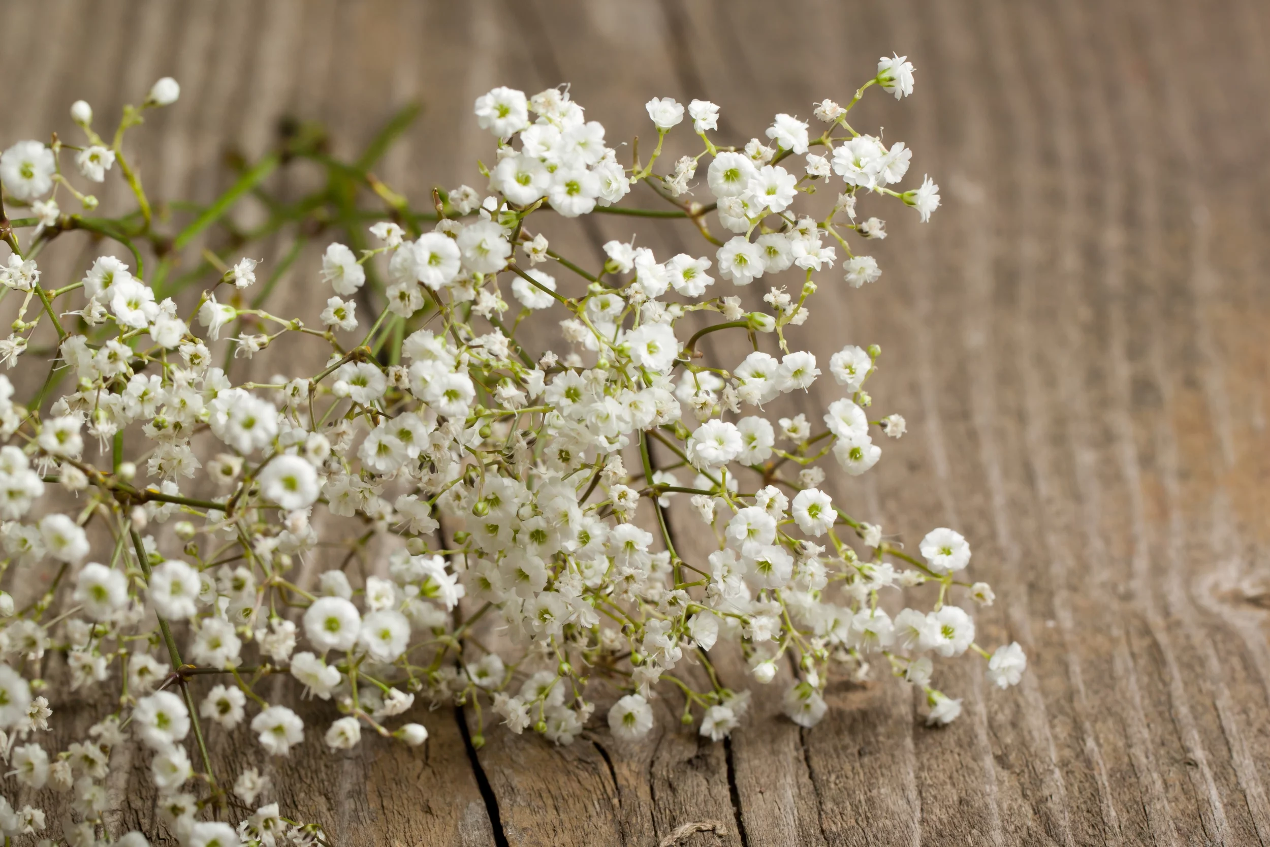 Earthcare Seeds - Baby's Breath 1000 Seeds (Gypsophila Elegans) Heirloom - Open Pollinated