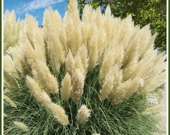 3 White Pampas Grass Cortaderia Plants in 4