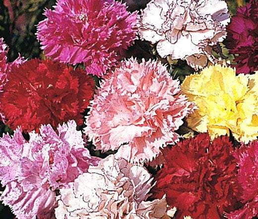 30+ CARNATION CHABAUD STRIPED & PICOTEE MIX / FRAGRANT PERENNIAL FLOWER SEEDS