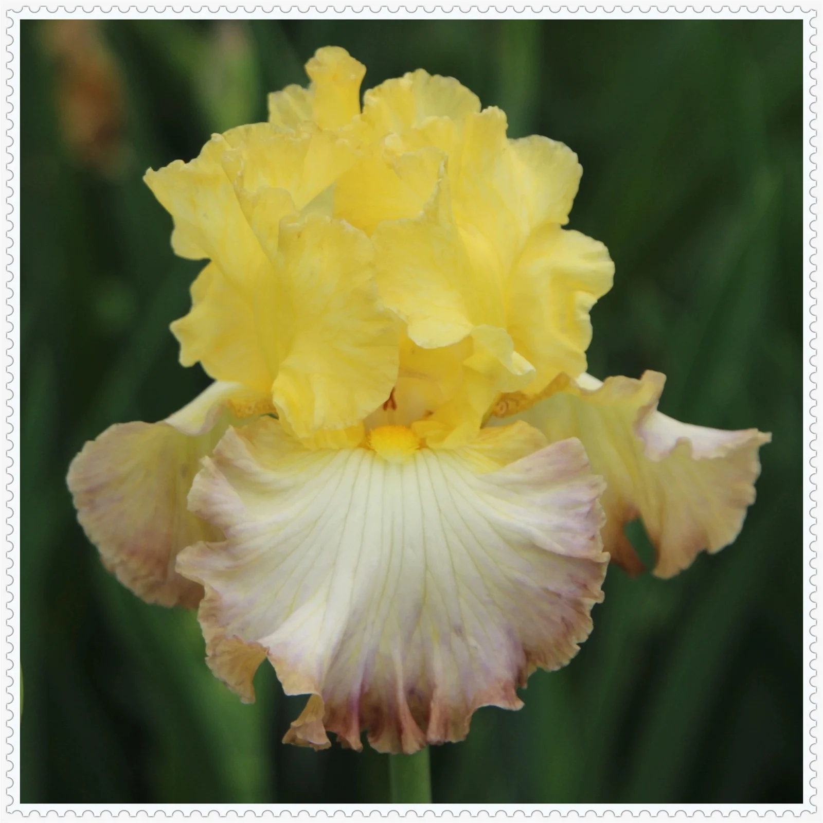 Iris bulbs bulk,Iris bulbs, iris plant,Iris bulbs fior planting hardy perennial herb that grows well in gardens and pots