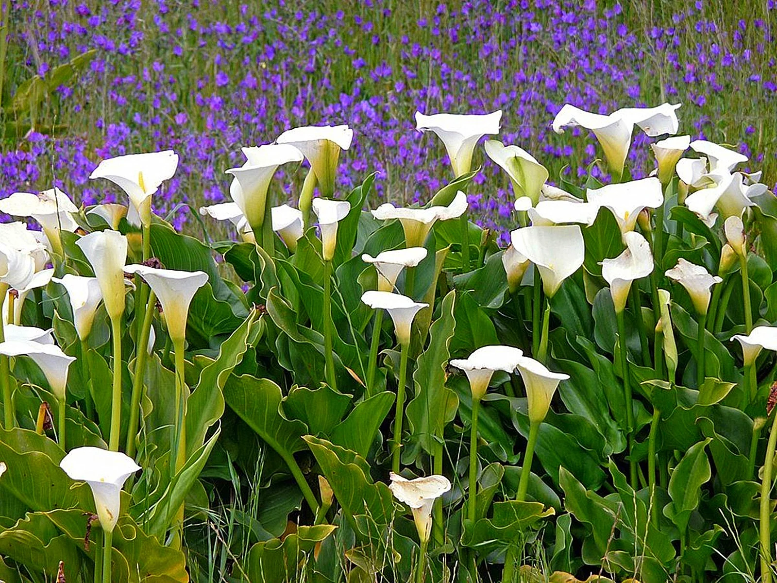 Calla Lily Bulbs, Calla Lily Bulbs Giant,Bulb Flowers,Calla Lily Plant Perinial,Calla Lily Plants,Calla Lily Bulbs Giant,Calla Lily Bulbs For Sale