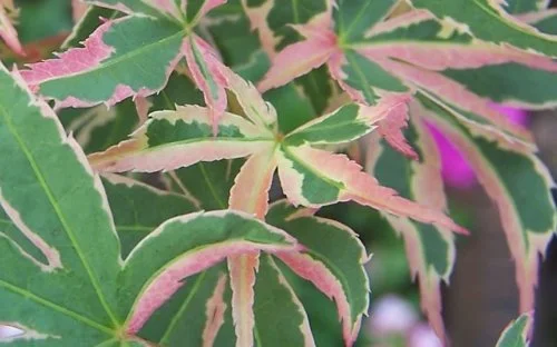 Butterfly Japanese Maple - Pink Cream & Green Leaves 1 Live Plant
