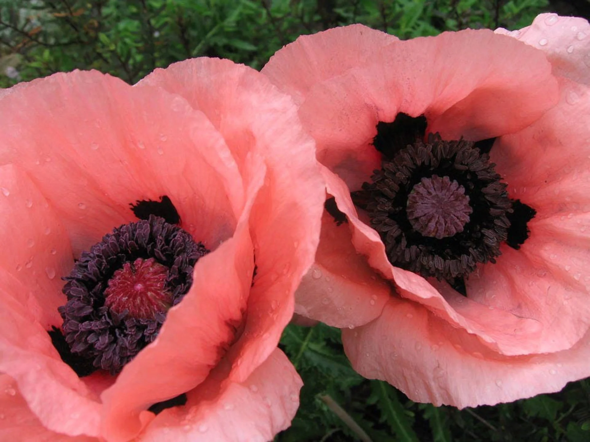 100 Seeds Princess Victoria Louise ORIENTAL POPPY Papaver Orientale Flower Seeds