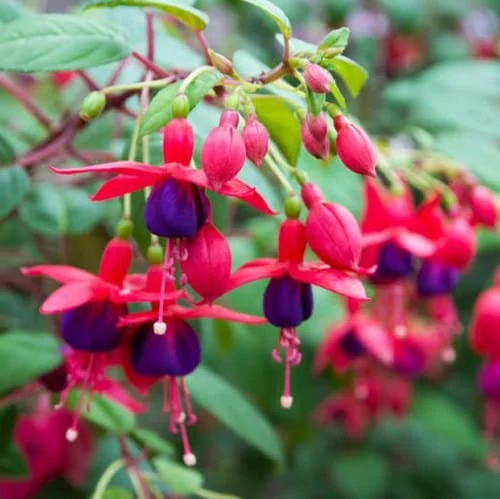 CHUXAY GARDEN Red Violet Fuchsia Flower Seed 200 Seeds Most Outstanding Summer Bloomers Great Desktop Bonsai