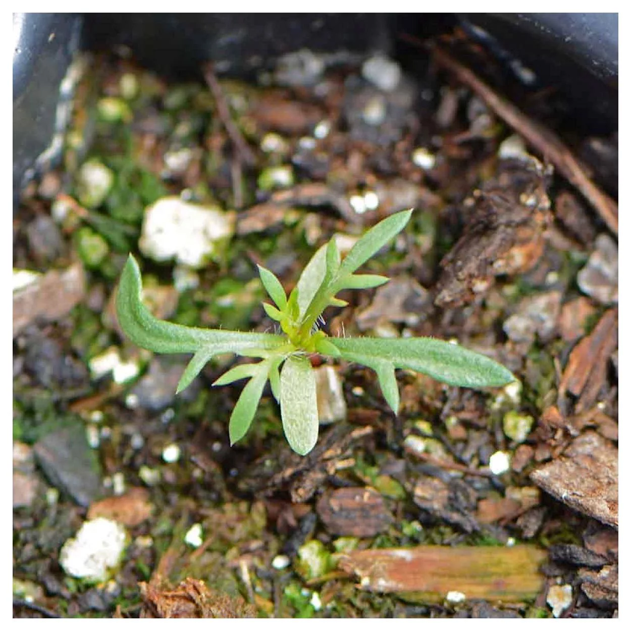 Everwilde Farms - 1200 Standing Cypress Native Wildflower Seeds - Gold Vault Jumbo Bulk Seed Packet