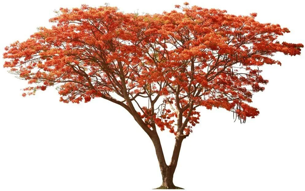 25 Seeds Delonix Regia Royal Poinciana Flamboyant Flame Tree