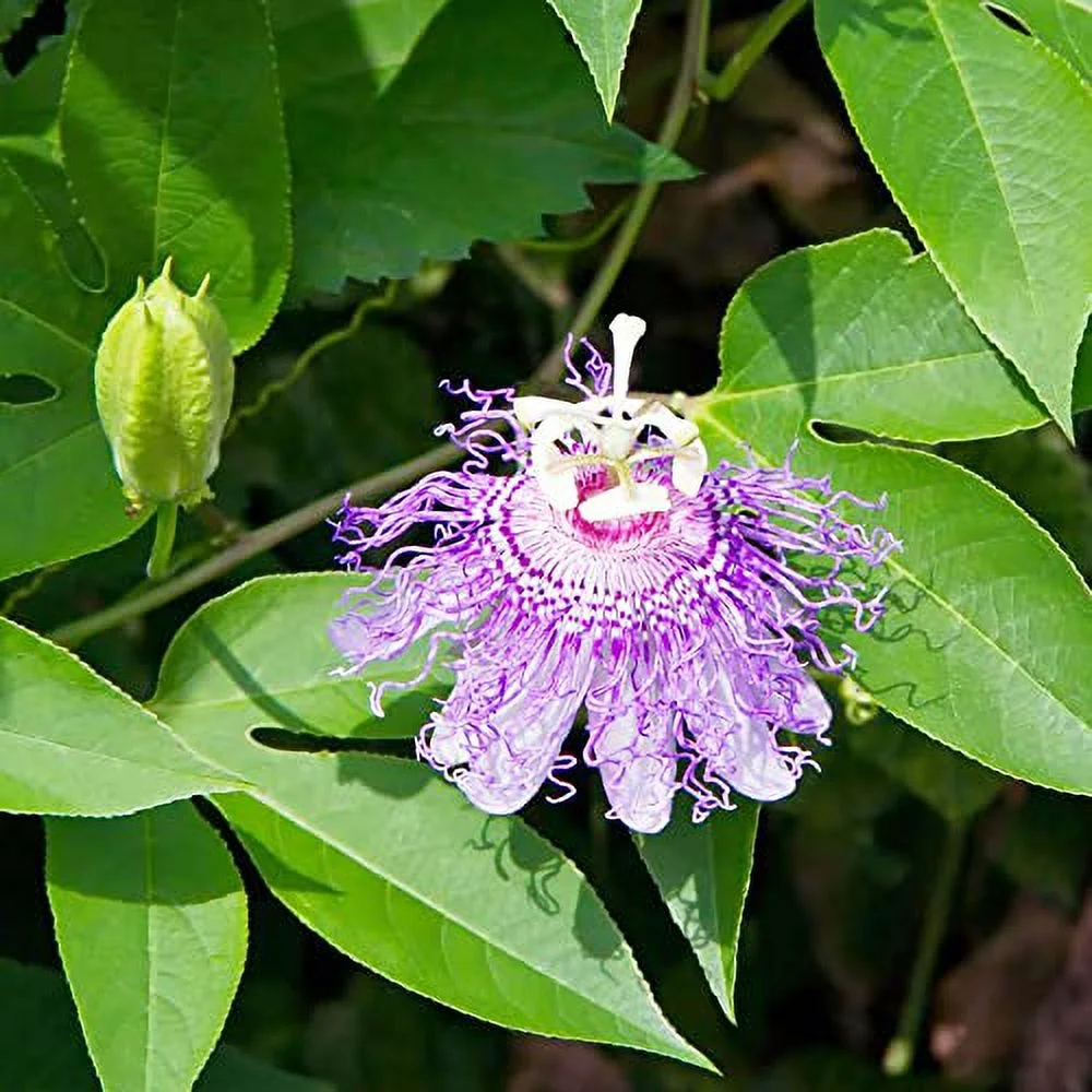 Passiflora Incarnata Seeds Purple Passionflower, Maypop Edible Fruit Rapid-Growing Vine Fragrant Drought Tolerant Jelly Trellis Arbor Wall Fence Outdoor 200Pcs Flower Seeds by YEGAOL Garden