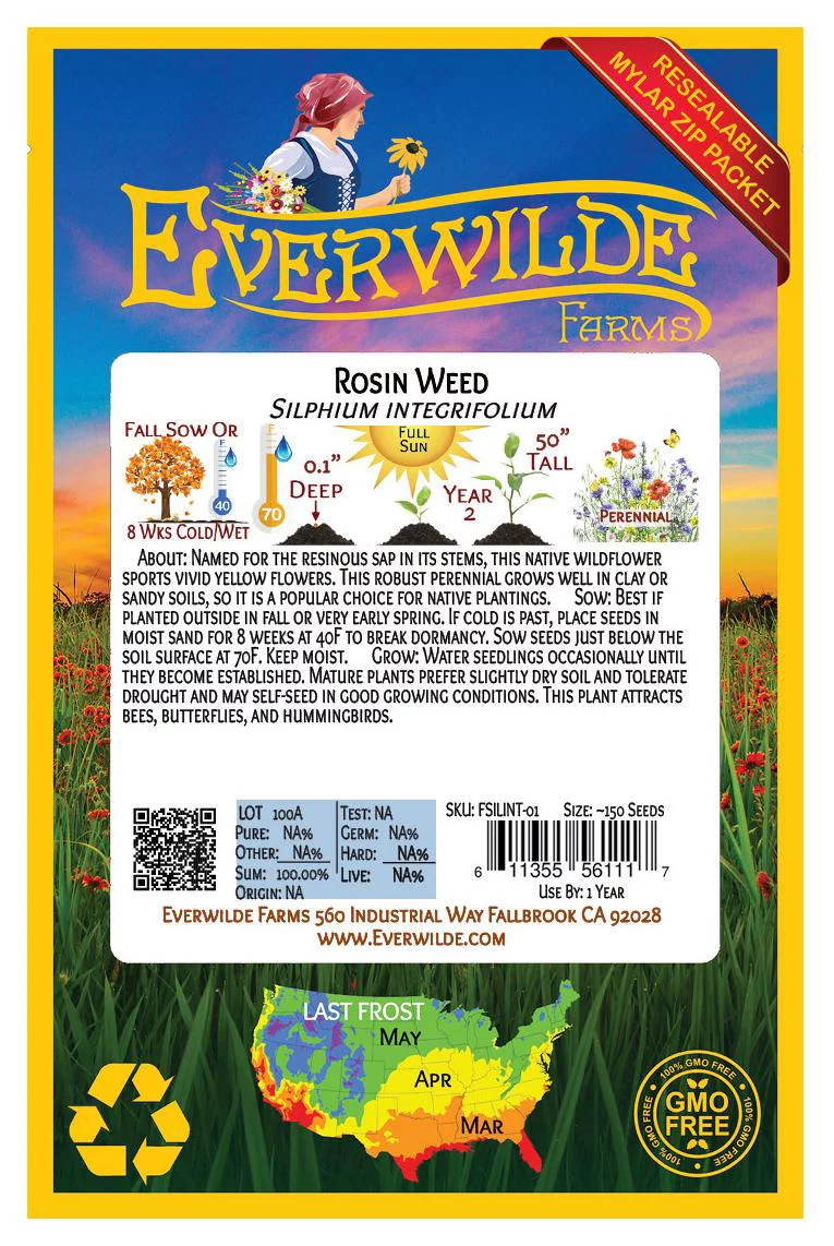 Everwilde Farms - 150 Rosin Weed Native Wildflower Seeds - Gold Vault Jumbo Bulk Seed Packet