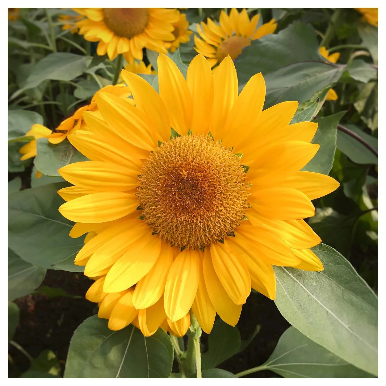 Everwilde Farms - 25 Grey Stripe Sunflower Garden Flower Seeds - Gold Vault Jumbo Bulk Seed Packet