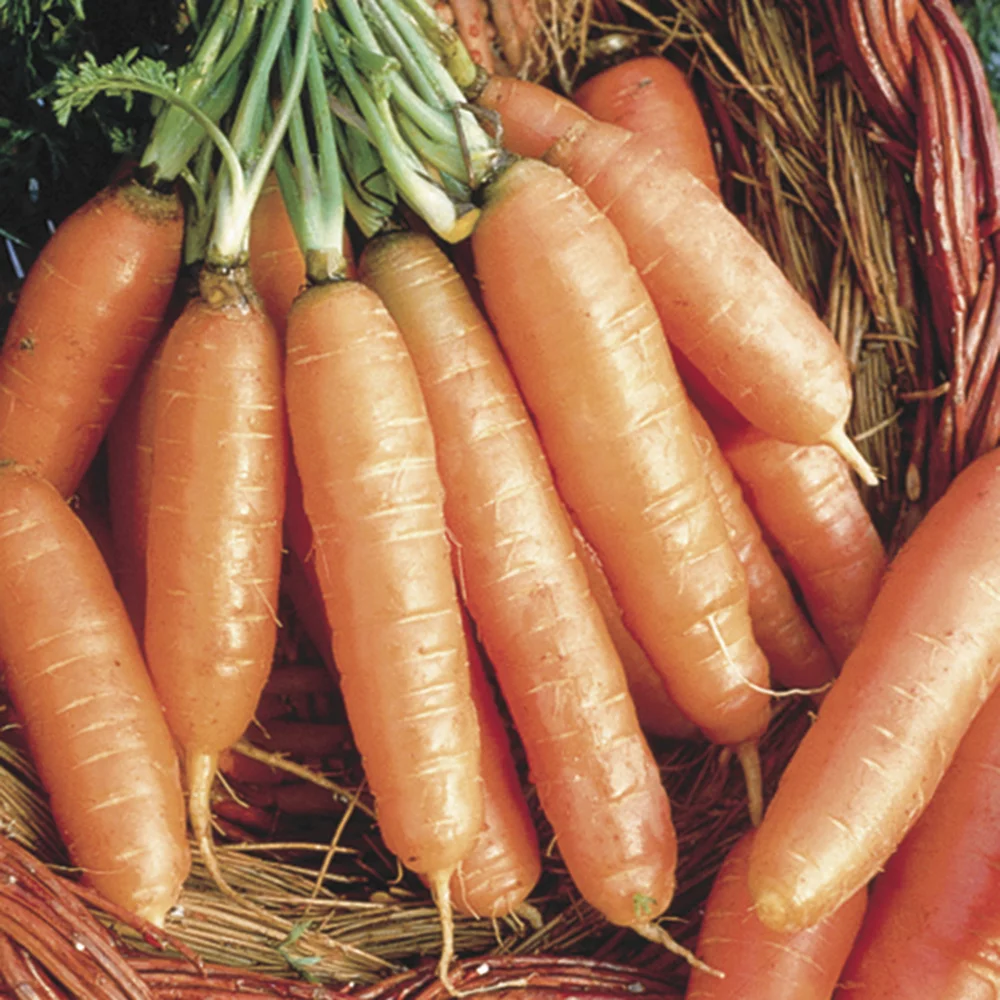 Gurney's Scarlet Nantles Carrot Seed Tapes - 2 seed tapes measuring 7.5 feet long each