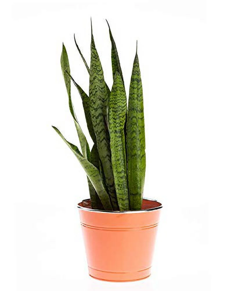 CBT Floral & Craft Cotton Candy Tin Pots w/Packed Liner (Sell in Single Piece) (Orange)