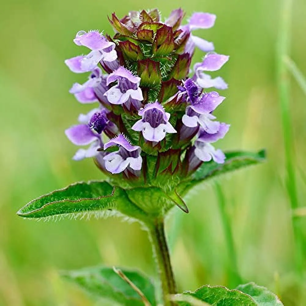Prunella Vulgaris Seeds Selfheal Creeping Perennial Deer Resistant Attracts Bees & Butterflies Banks Slopes Borders Ground Covers Outdoor 1 OZ (Approx 35000 Seeds) Flower Seeds by YEGAOL Garden