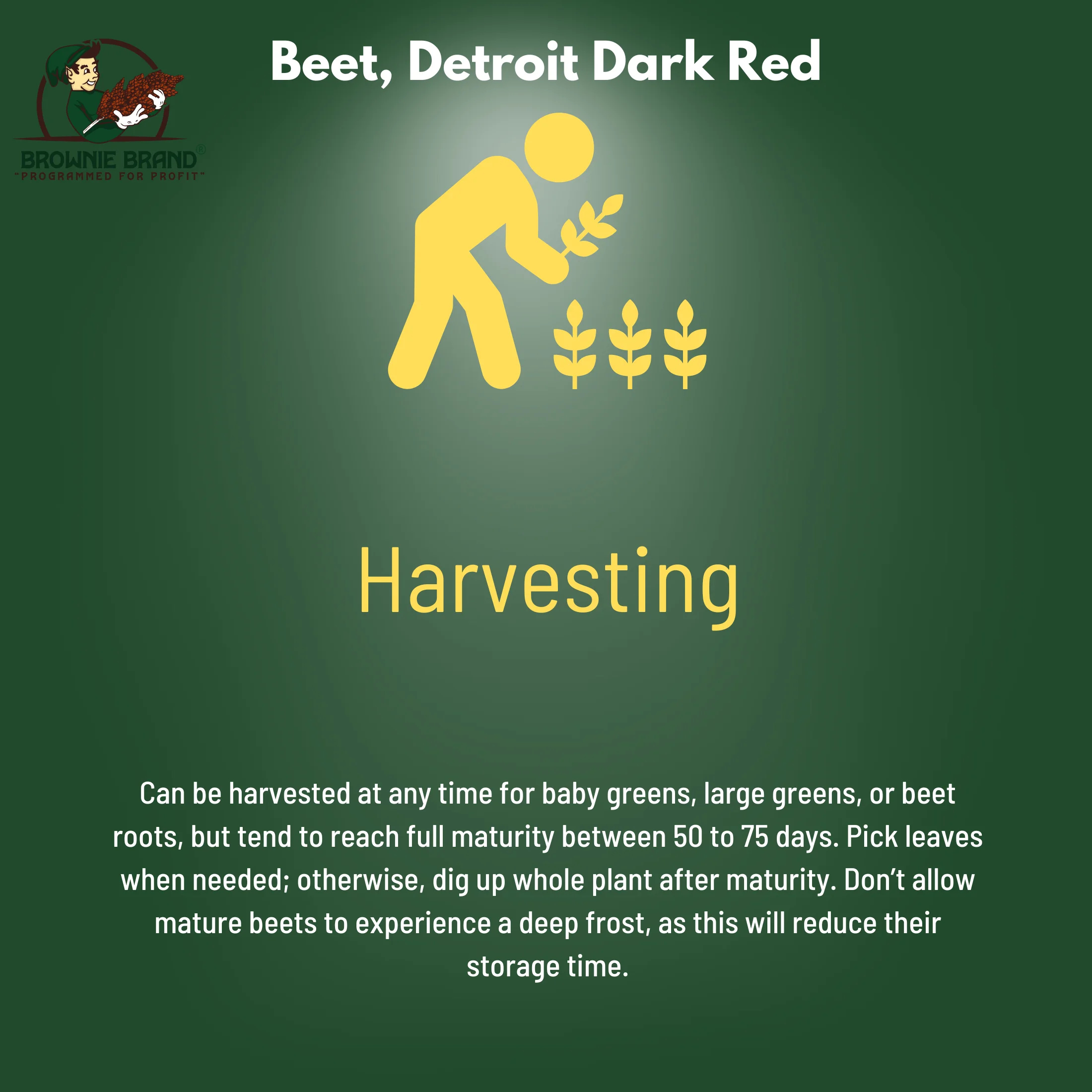 Browning Seed Beet Detroit Dark Red, Packet