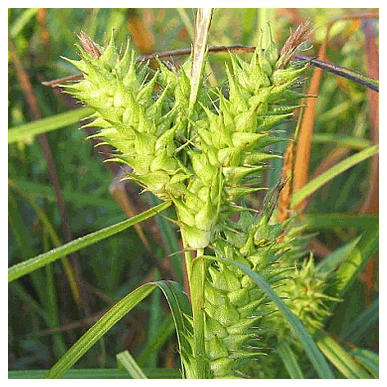 Everwilde Farms - 80 Common Hop Sedge Native Grass Seeds - Gold Vault Jumbo Bulk Seed Packet
