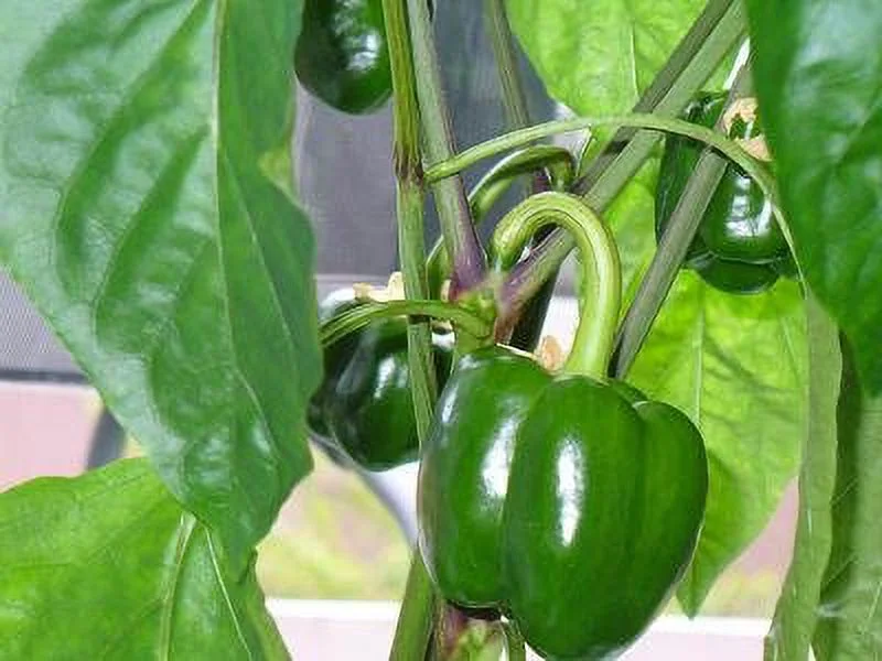 Clovers Garden California Wonder Bell Pepper Plant - Two (2) Live Plants – Not Seeds – Each 4