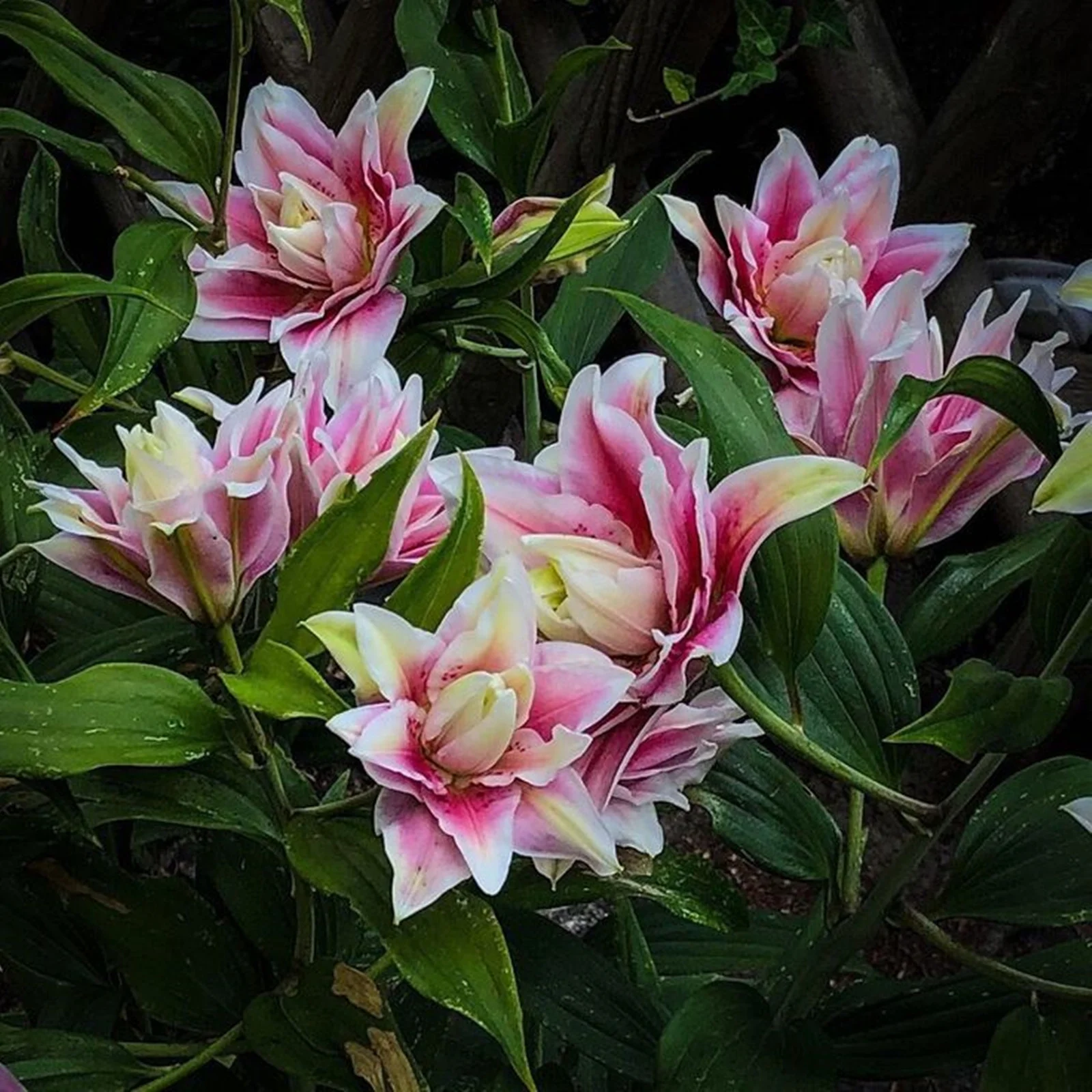 Lily Bulbs, Large Flowers, Stargazer Lily Bulbs，Flower Bulbs, Tiger Lily Bulbs，Perennials,Lily Bulbs For Sale